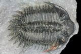 Spiny Delocare (Saharops) Trilobite - Bou Lachrhal, Morocco #146695-3